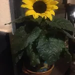 Il Girasole Frühstückspension