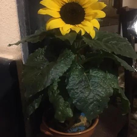 Il Girasole Couette-café